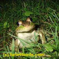 /home//u458753944/public_html/sourcegallery///Frogs/More bullfrogs/P6180701.JPG